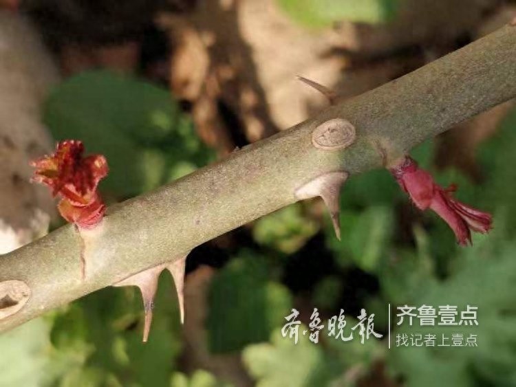 农历二月,这里最早的一株二月兰开花了