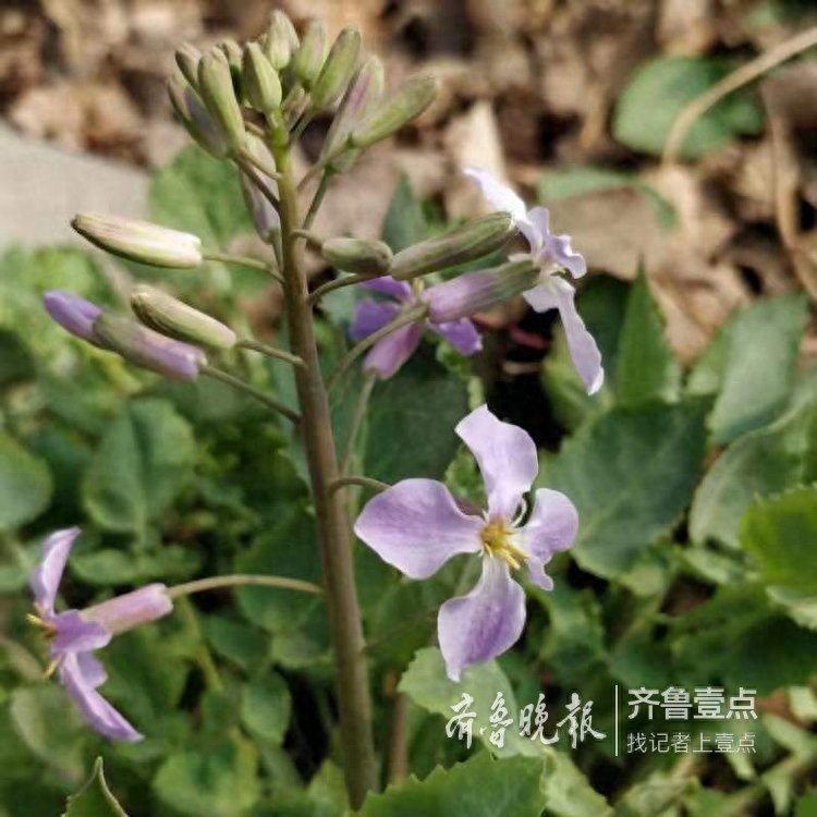 农历二月,这里最早的一株二月兰开花了