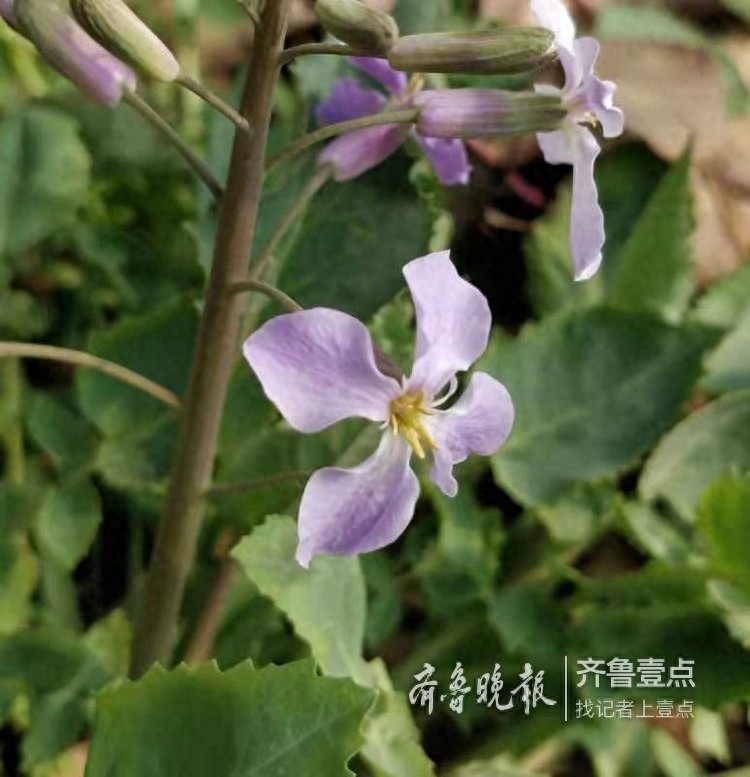 农历二月,这里最早的一株二月兰开花了