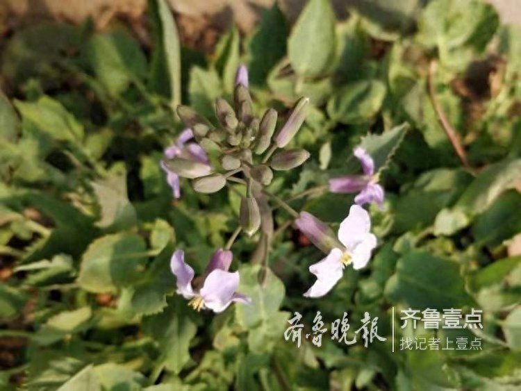 农历二月,这里最早的一株二月兰开花了