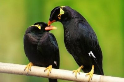 ​八哥的同门兄弟、会说话的宠物鸟——鹩哥