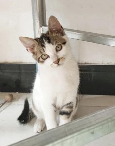 ​你跟你家猫的缘分，前世就注定了！所有的相遇都绝非偶然！