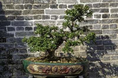 ​如何精心养护黄杨树盆景，让它更具观赏价值