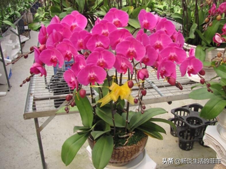 蝴蝶兰会一直开花吗?