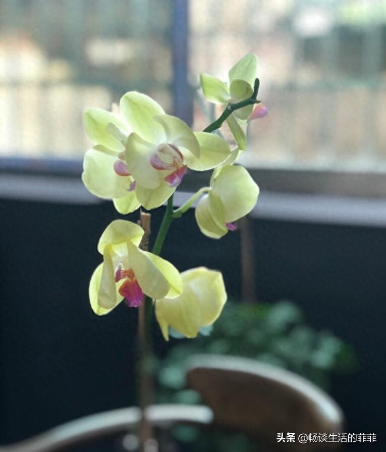 蝴蝶兰会一直开花吗?