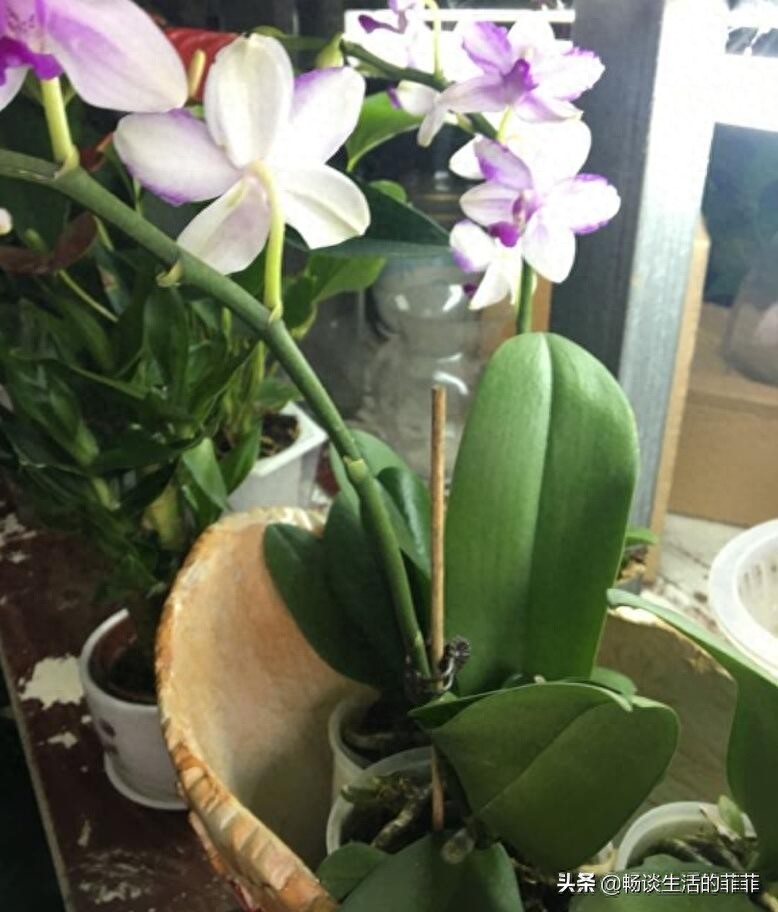 蝴蝶兰会一直开花吗?