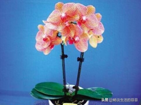 蝴蝶兰会一直开花吗?