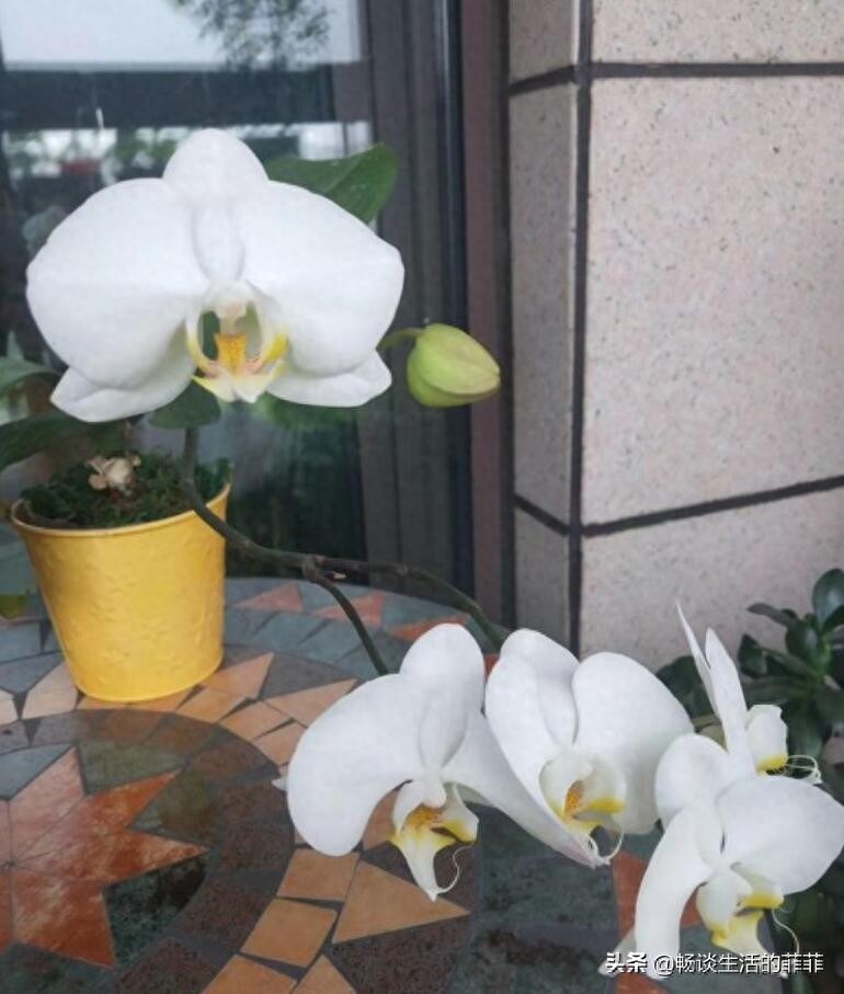 蝴蝶兰会一直开花吗?