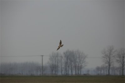 ​国家一级保护野生动物猎隼现身河南