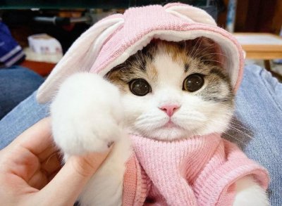 ​三花猫的6大“优点”，怪不得养过的人，都不想换猫了