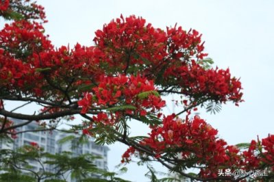 ​《西游记》：悟空、悟能、悟净，法名皆寓深意