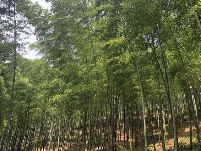 宜兴竹海风景区 旅游攻略(清新自然风光优美)(7)