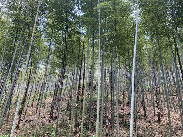 宜兴竹海风景区 旅游攻略(清新自然风光优美)(4)