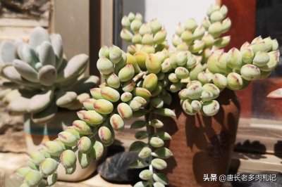 ​多肉达摩福娘还能驱蚊