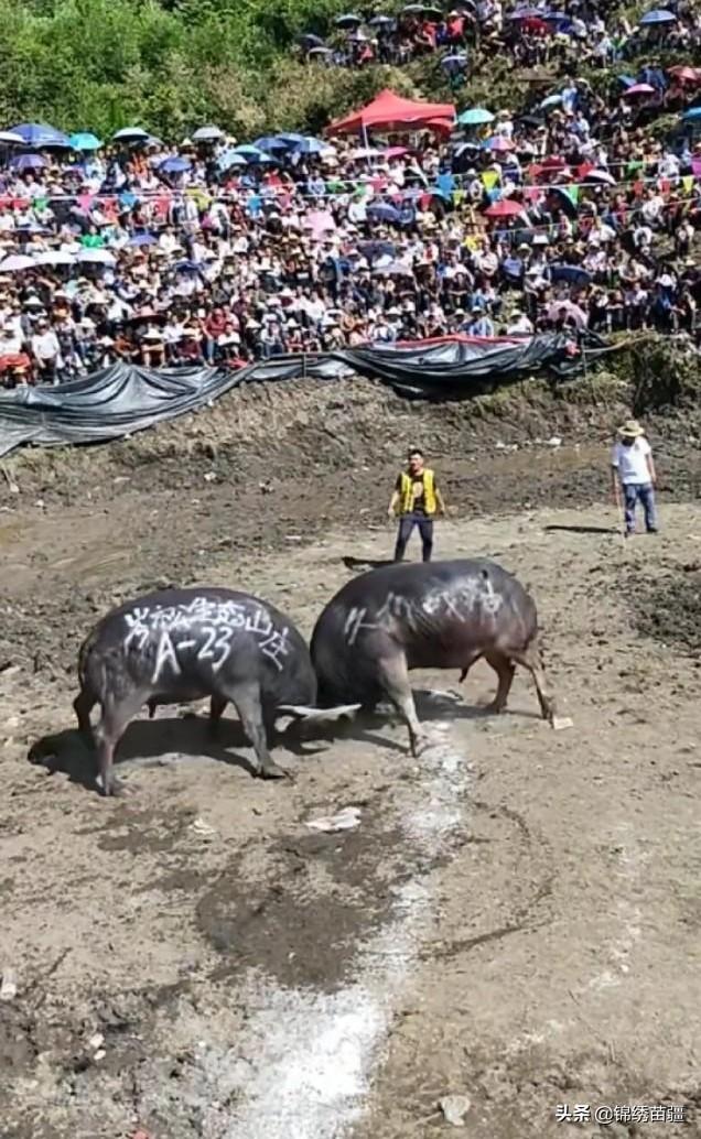 回顾经典牛王（现役牛王久仰战神）(3)