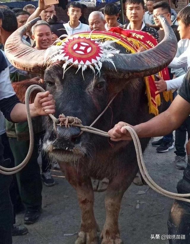 回顾经典牛王（现役牛王久仰战神）(1)