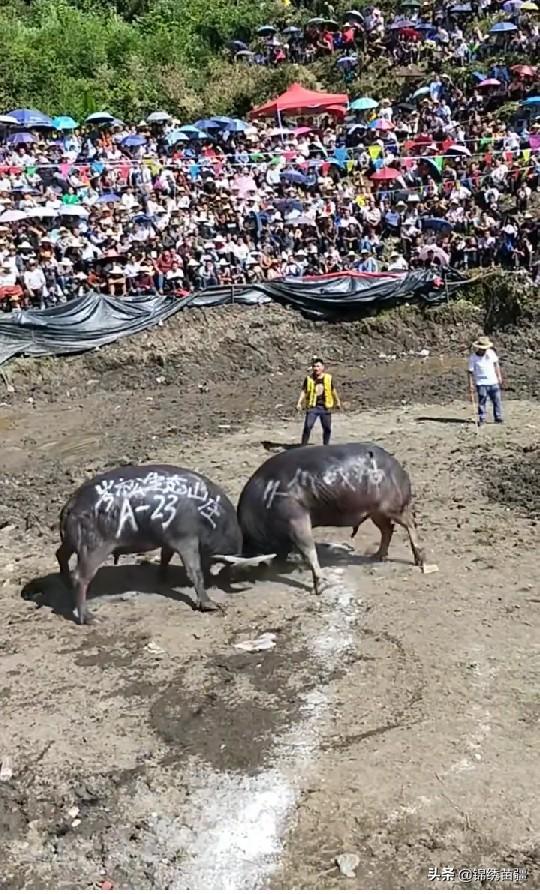 回顾经典牛王（现役牛王久仰战神）(2)