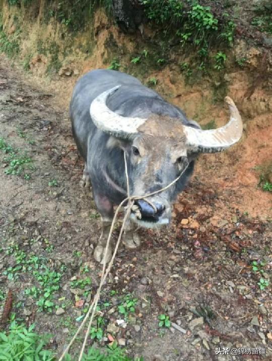 回顾经典牛王（现役牛王久仰战神）(5)