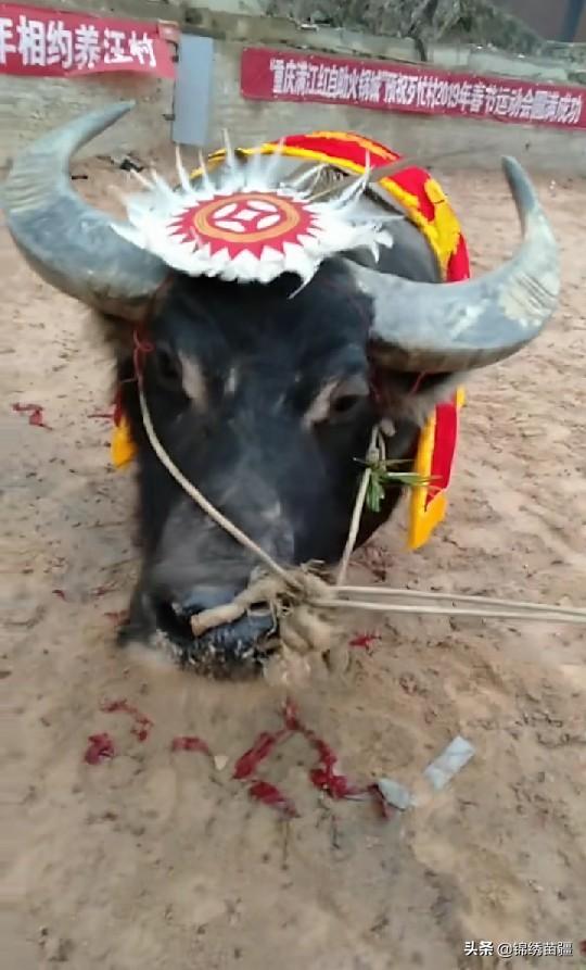 回顾经典牛王（现役牛王久仰战神）(8)