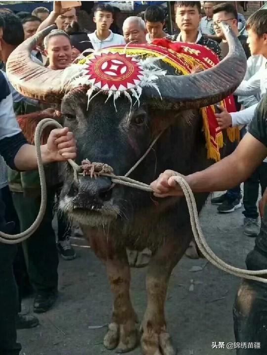 回顾经典牛王（现役牛王久仰战神）(4)