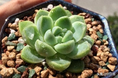 ​常年青蓝色的多肉植物，厚叶月影，耐干旱，很久不浇水也顽强生长