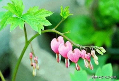 ​现在又到了开始烤串儿的季节了，羊肉串怎样烤才能软嫩多汁？