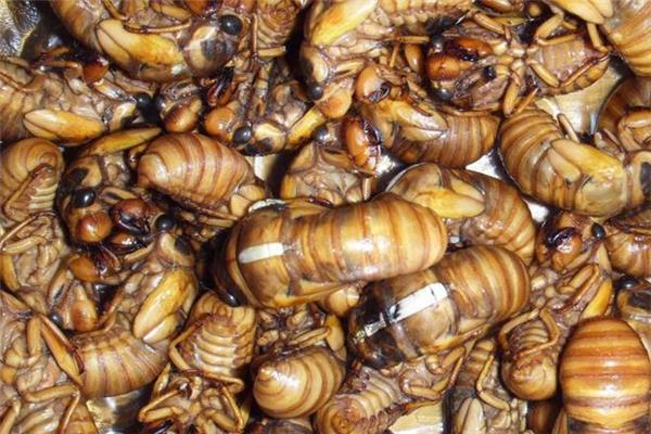 知了猴冷冻一年还能吃吗 知了猴怎么冷冻保存