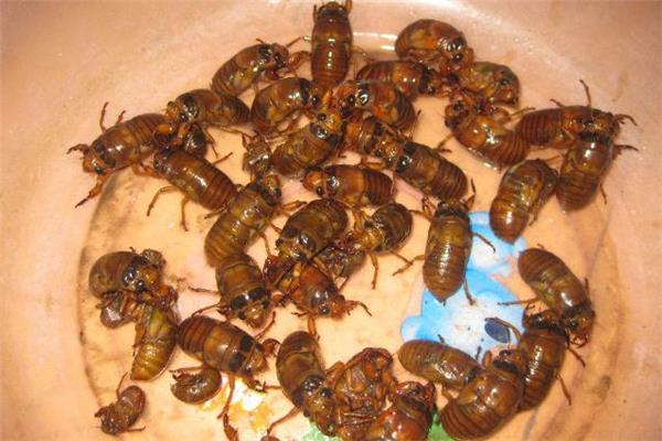 知了猴冷冻一年还能吃吗 知了猴怎么冷冻保存