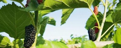 ​桑葚怎么保存长久