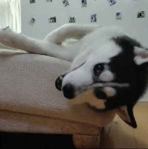 ​狗狗爱做这几件事，不是因为调皮哦，而是真的很爱你