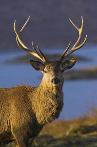 ​鹿都有哪些种类