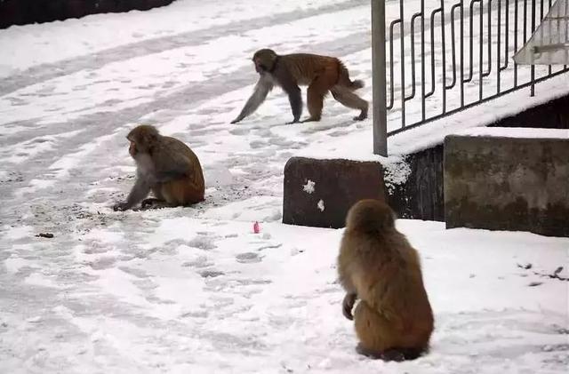 2.5h抵拢！除了青城山，都江堰还藏着一个“天空之境”