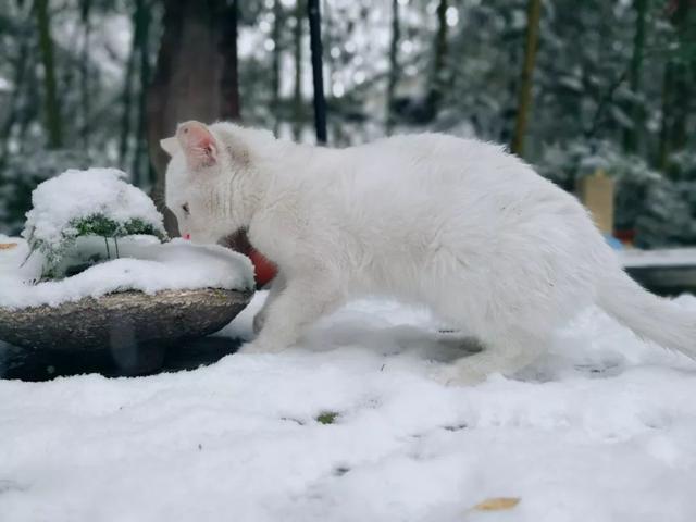 2.5h抵拢！除了青城山，都江堰还藏着一个“天空之境”