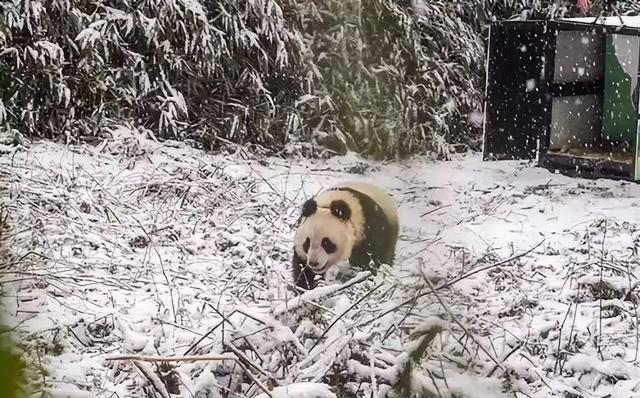 2.5h抵拢！除了青城山，都江堰还藏着一个“天空之境”