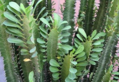 ​龙骨花扦插最简单，掌握关键2步，扦插一棵活一棵，从来不黑腐