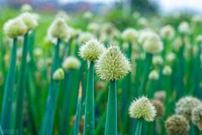 ​你见过“葱花”吗？