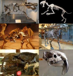 ​远古发现丨逝去的王者——剑齿虎