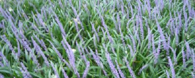 ​兰花三七种植方法