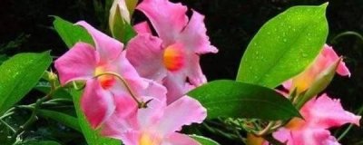 ​飘香藤的种植方法