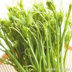 云龙菜--你想不到的山野菜之王的营养价值