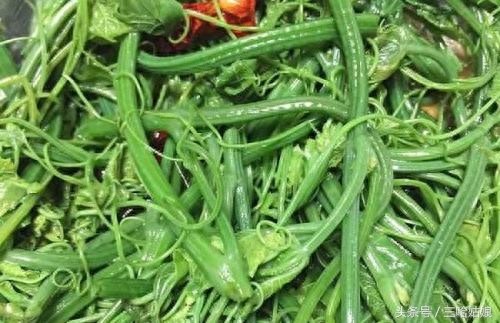 云龙菜--你想不到的山野菜之王的营养价值