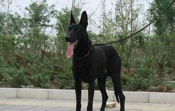 中国版新晋烈性犬:墨界犬，丝毫不输藏獒