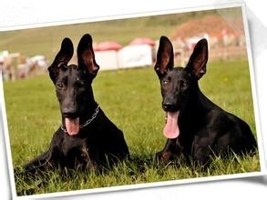 中国版新晋烈性犬:墨界犬，丝毫不输藏獒