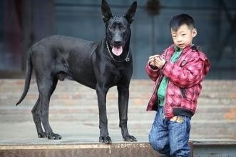 中国版新晋烈性犬:墨界犬，丝毫不输藏獒
