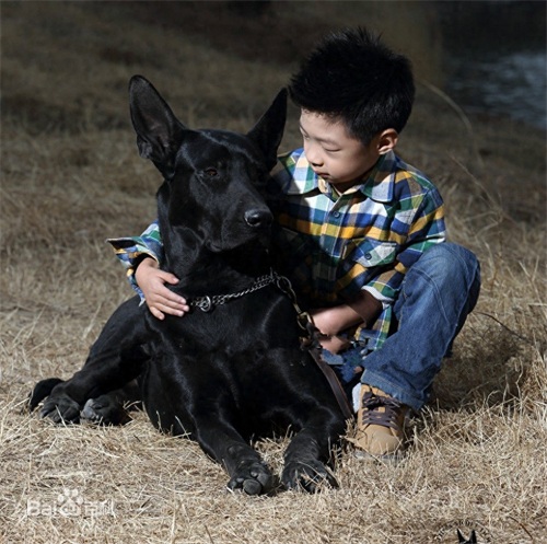 中国版新晋烈性犬:墨界犬，丝毫不输藏獒
