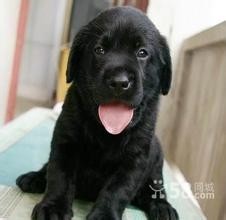 中国版新晋烈性犬:墨界犬，丝毫不输藏獒