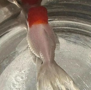 ​鱼炸麟怎么治？干货分享，点赞收藏！