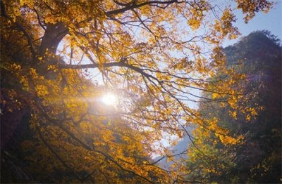 ​大明山最高峰大明顶海拔1489.9米，拥有32奇峰