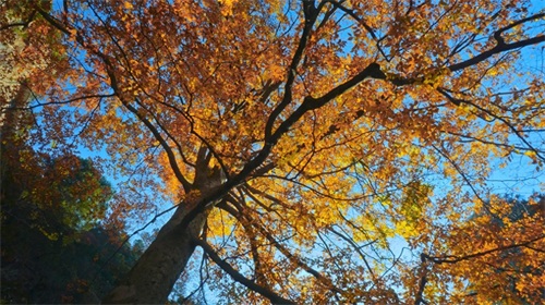 大明山最高峰大明顶海拔1489.9米，拥有32奇峰