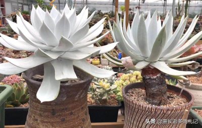 ​仙女杯属的所有多肉在夏季都会休眠，要懂得养护方法才能顺利度夏